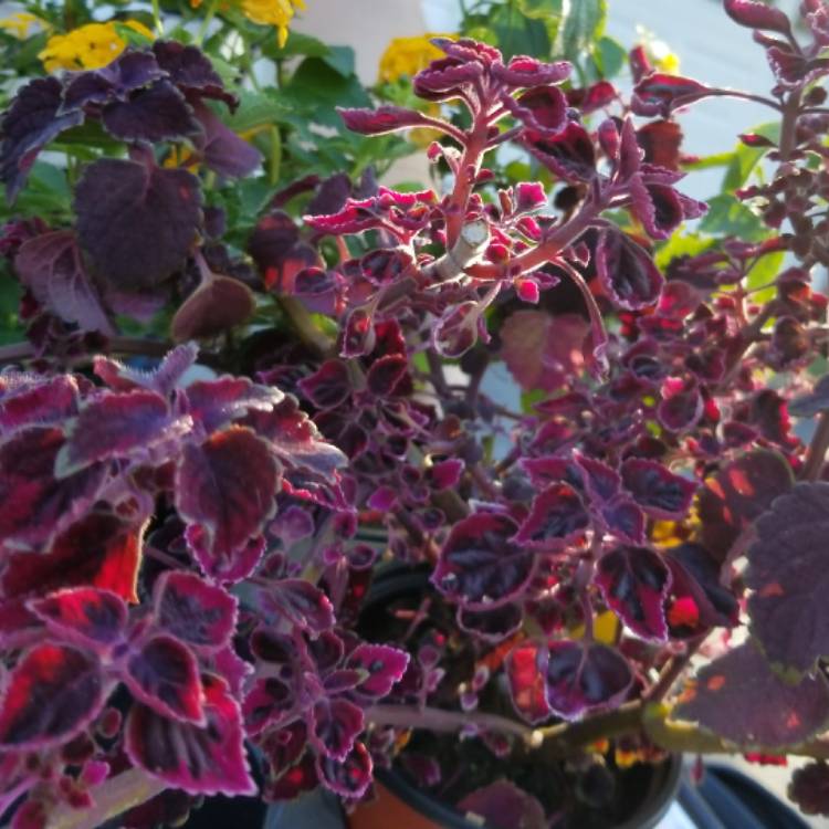 plant image 553784