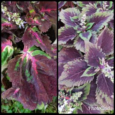 Solenostemon scutellarioides  syn. Plectranthus scutellarioides, Coleus scutellarioides, Coleus blumei
