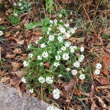 Lobularia maritima  syn. Alyssum maritimum