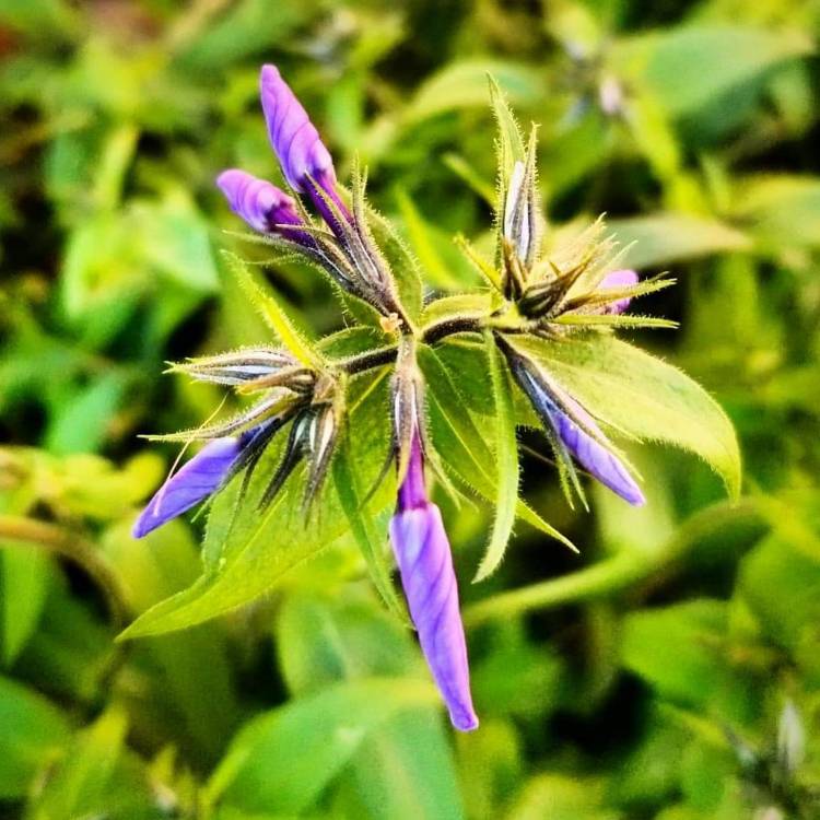 plant image 656294