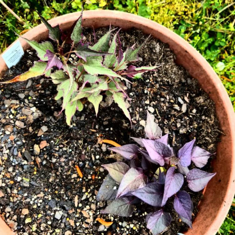 Plant image Ipomoea batatas 'Blackie'