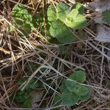 Mentha x piperita