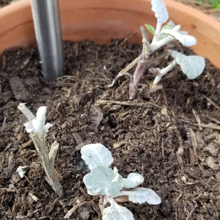 plant image 978493
