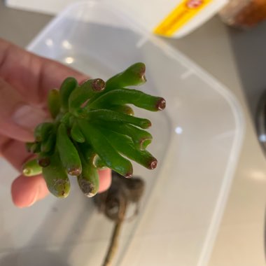 Crassula Ovata 'Ogre Ears'