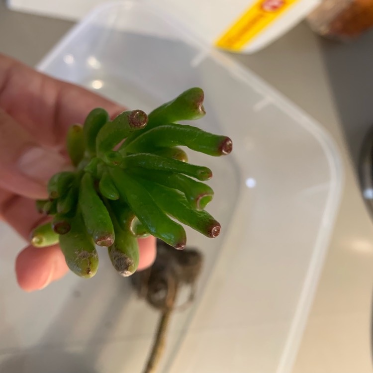 plant image 1179943