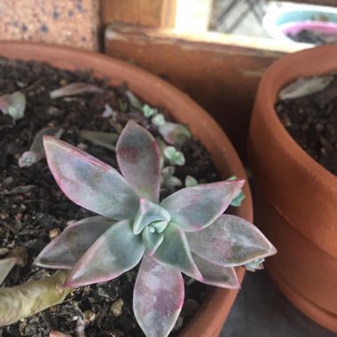 Graptopetalum Purple Haze