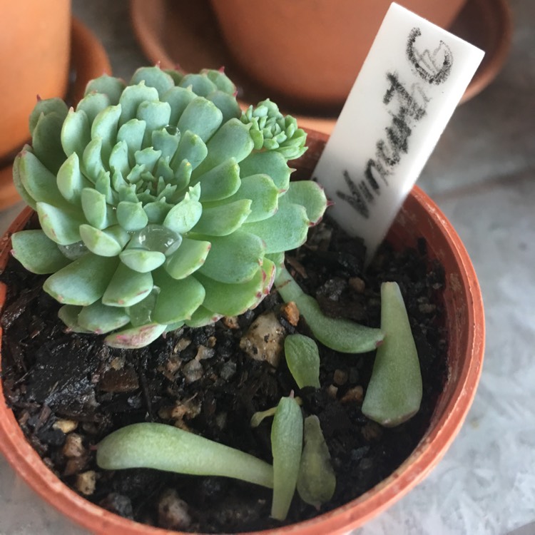 Plant image Echeveria Vincent Catto