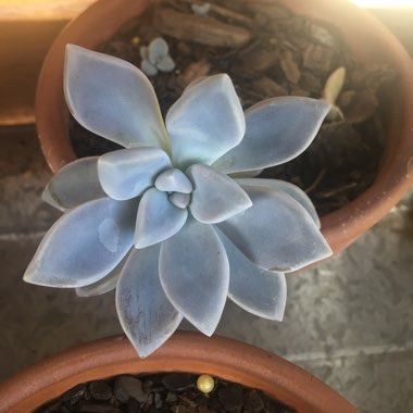 Graptopetalum Tricolour