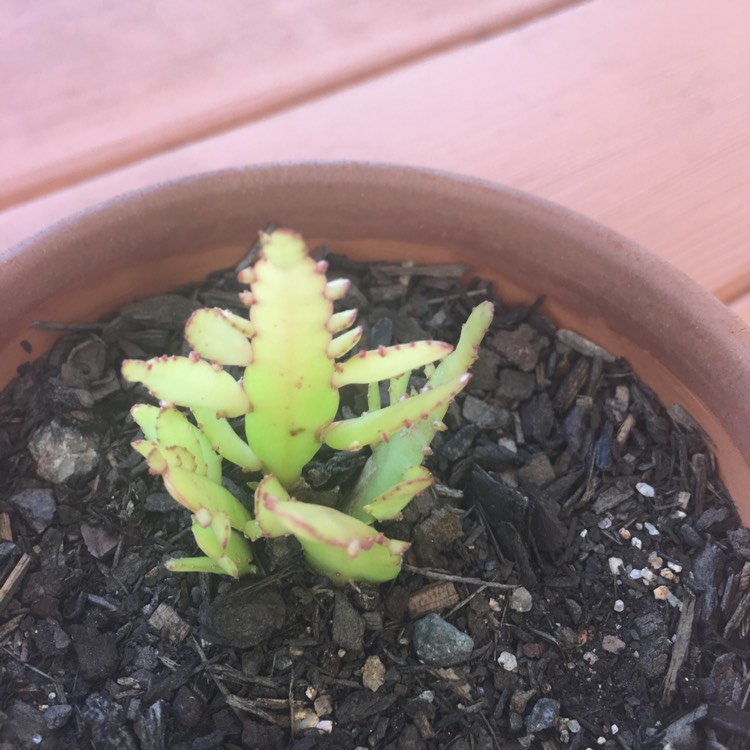 Plant image Epiphyllum little banda bit