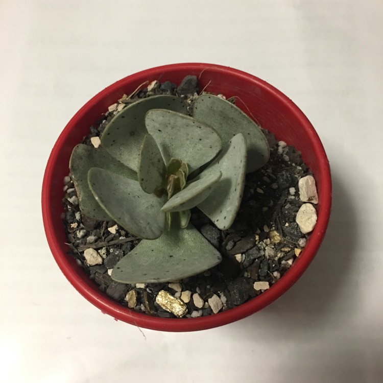 Plant image Adromischus Leucophyllus