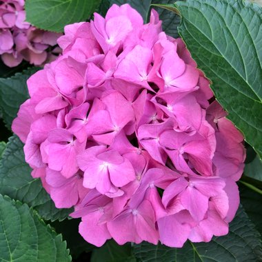 Hydrangea