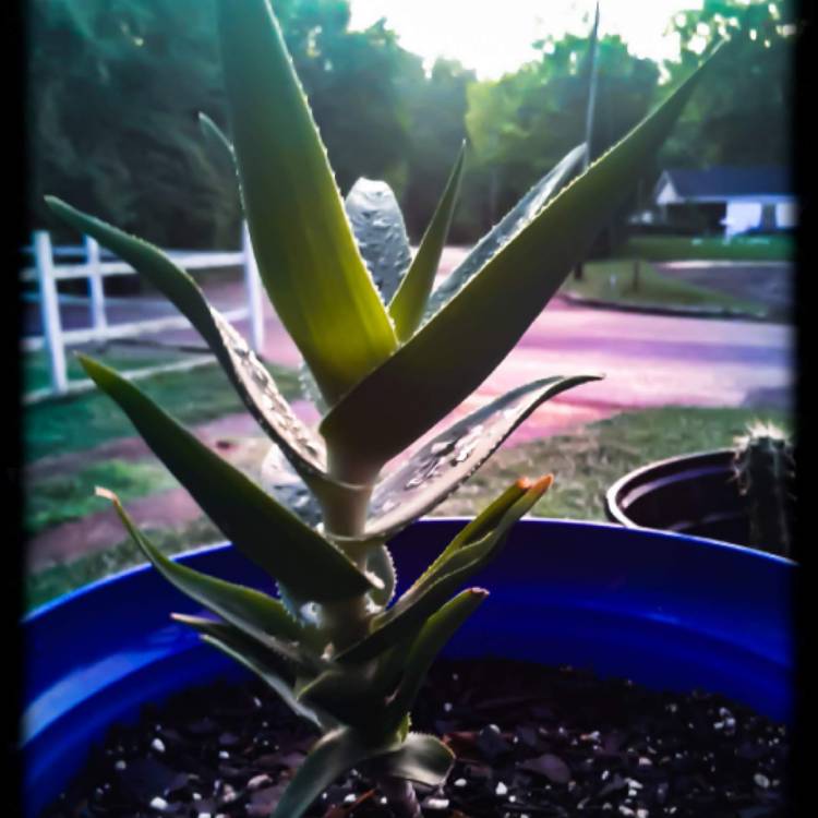 Plant image Aloe ferox