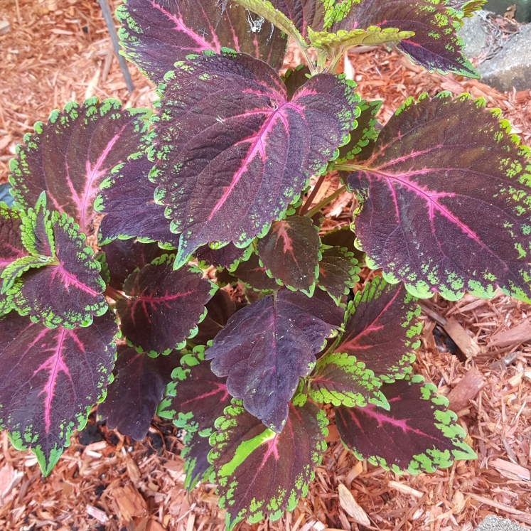 plant image 749190 plant image 749190