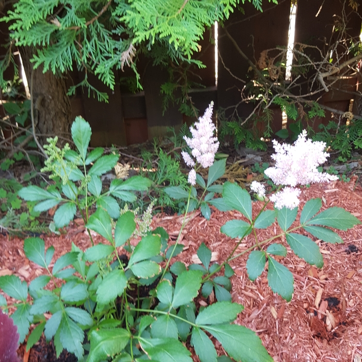 plant image 749227