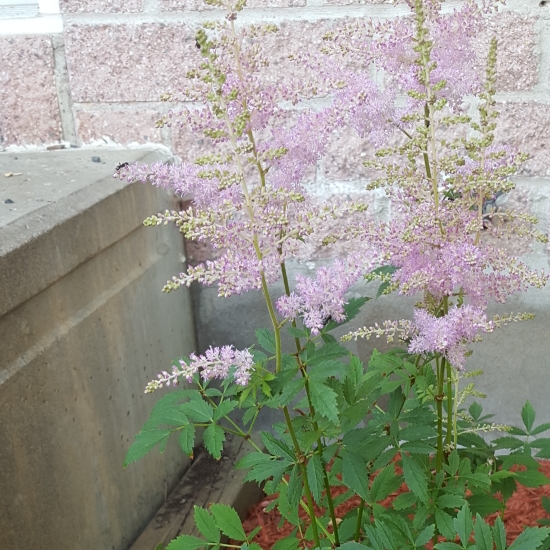 plant image 749239