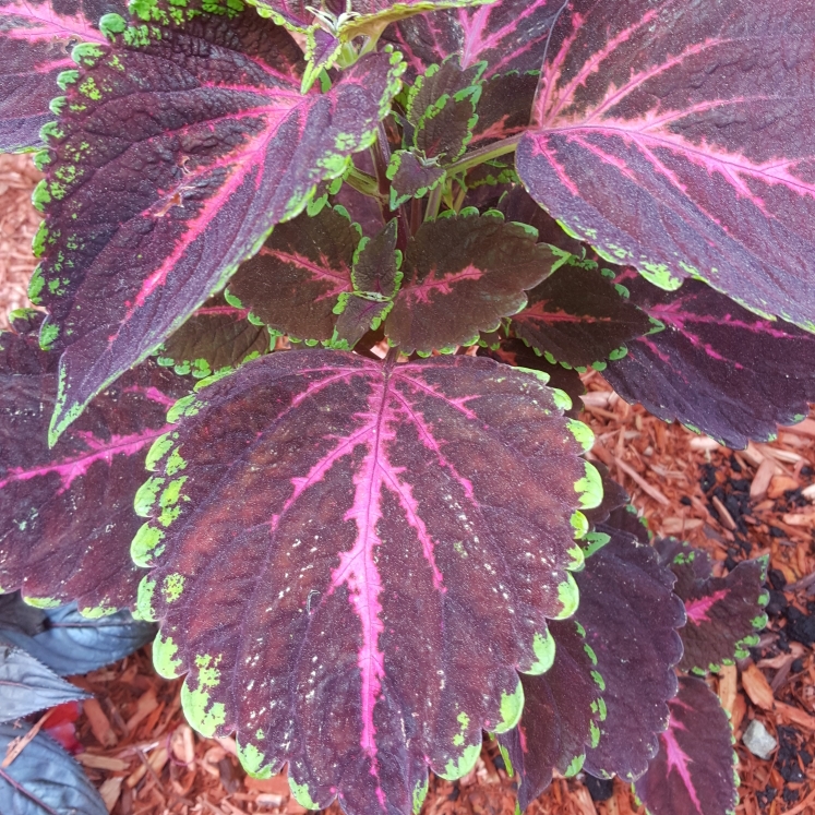 plant image 749266 plant image 749266