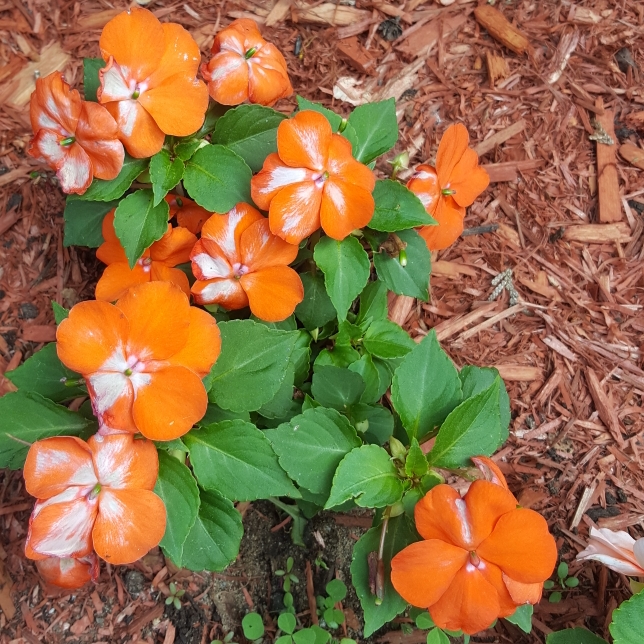 plant image 749285