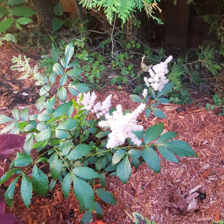 plant image 754929