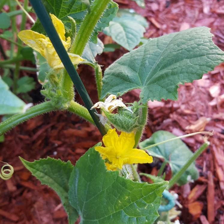plant image 754934 plant image 754934