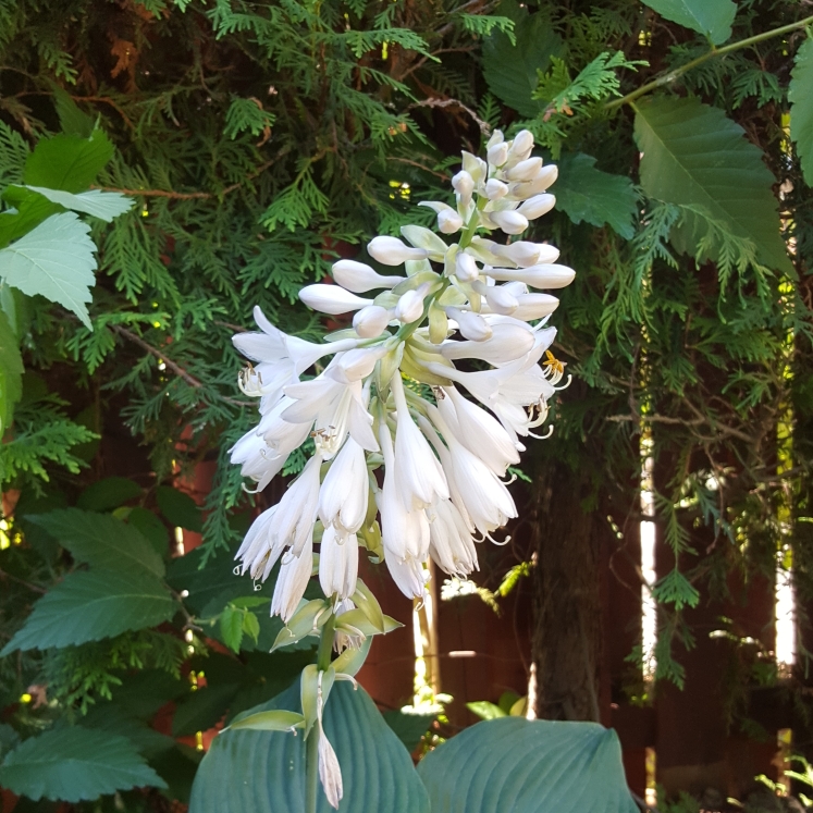 Plant image Hosta 'Blue Angel'