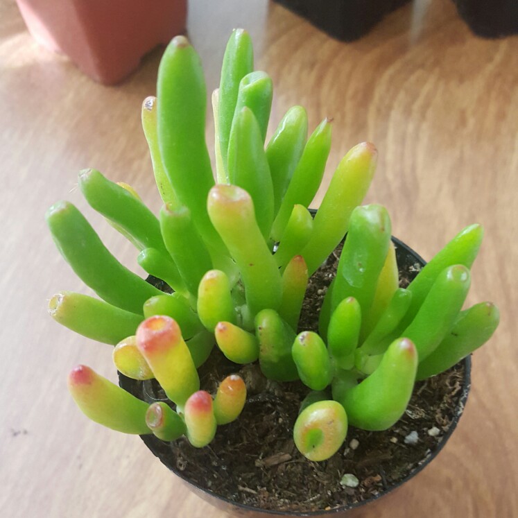 plant image 139943