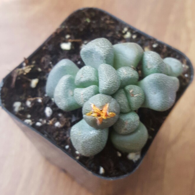 plant image 139946
