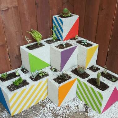 Candice's garden