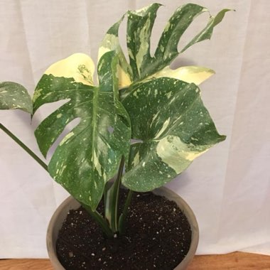 Monstera deliciosa 'Thai Constellation'