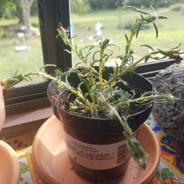 Portulaca grandiflora