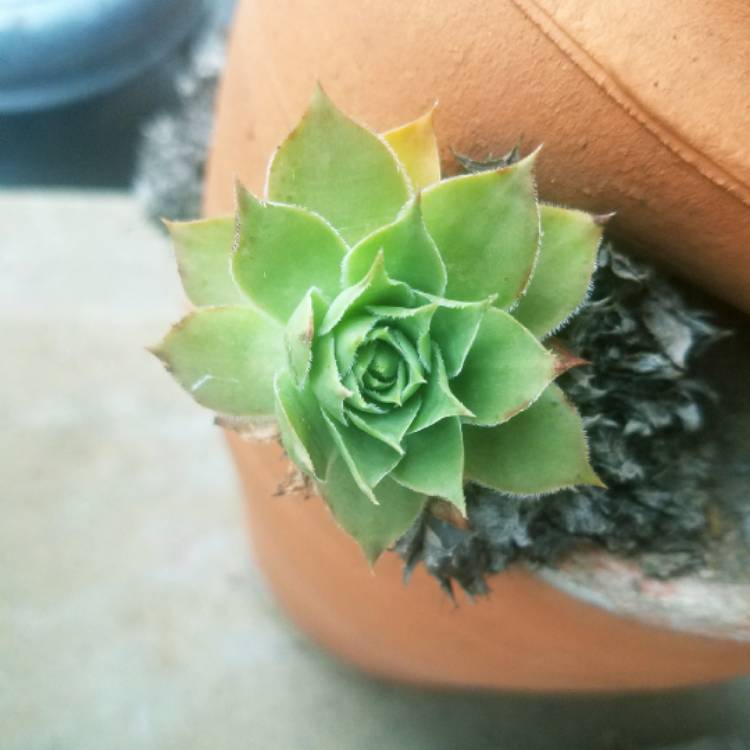 plant image 820355