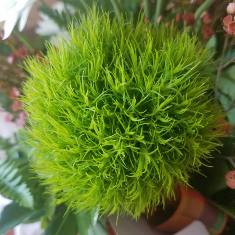 Plant image Dianthus barbatus 'Green Ball'