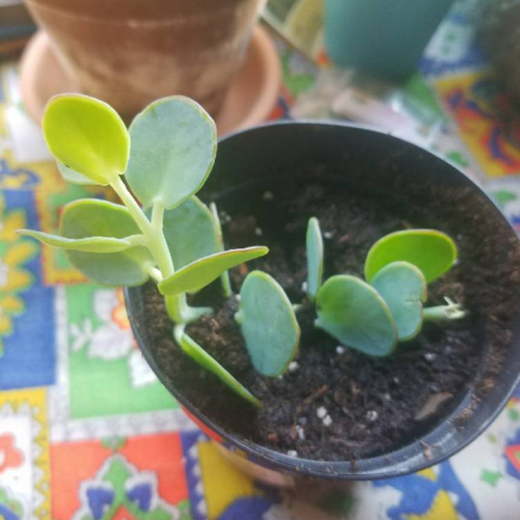 Plant image Kalanchoe marnieriana