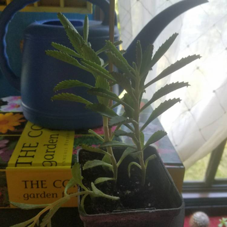 Plant image Kalanchoe Houghtonii
