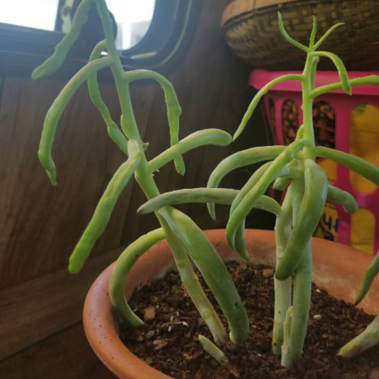 plant image 865307