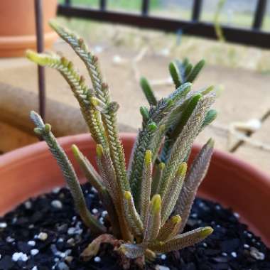 Crassula muscosa var. variegata