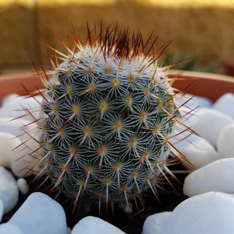 Plant image Mammillaria haageana 'Elegans'