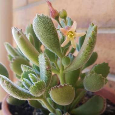 Cotyledon tomentosa