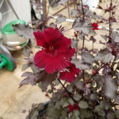 Hibiscus 'Stormy Days'