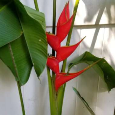 Red Tower Ginger