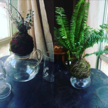 Candis's garden