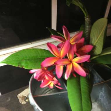 Frangipani 'Sorbet Ripple'