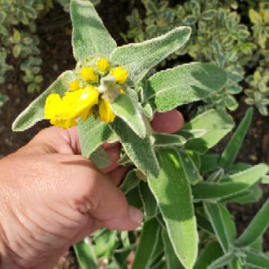 Jerusalem Sage