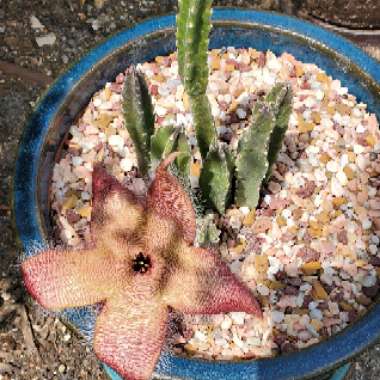 Starfish flower