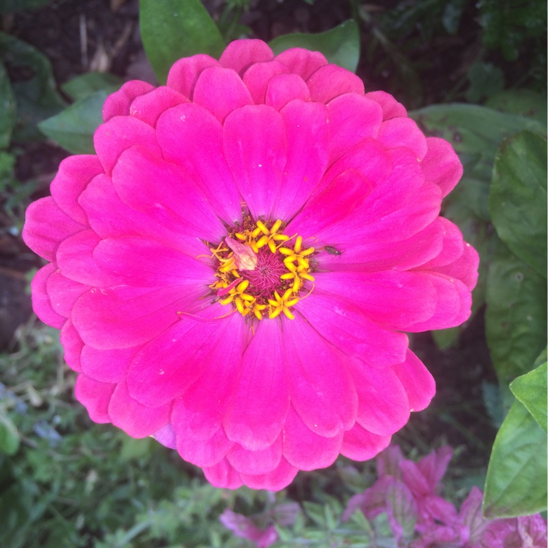 Zinnia