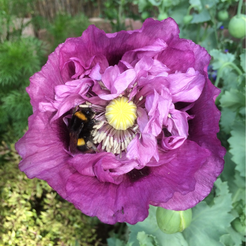 Opium Poppy'Violetta Blush'