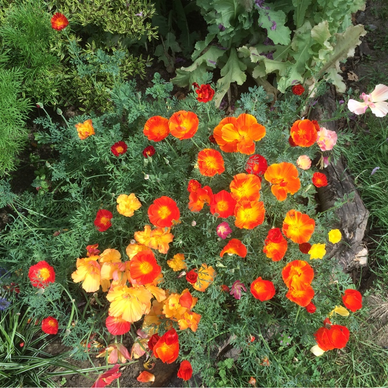 Poppy