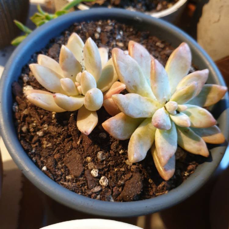 Plant image Graptopetalum Copper Rose