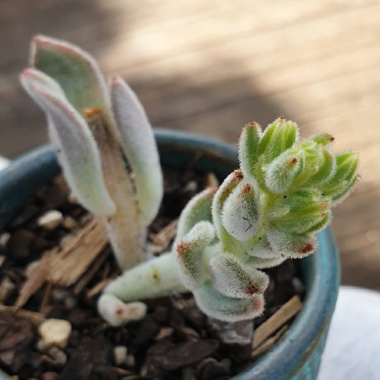 Plant image Kalanchoe eriophylla