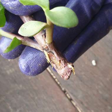 Portulacaria Afra