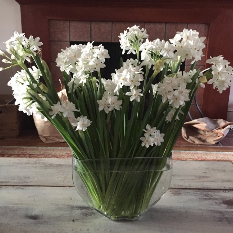 Plant image Narcissus 'Ziva'